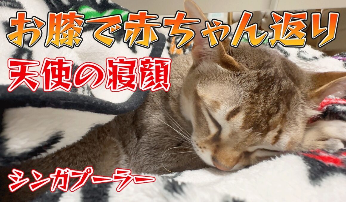 【シンガプーラ】テレビを見てたら猫がお膝で赤ちゃん返り…ｗ ぐっすり眠るセラ社長に癒やされる1分半【天使の寝顔】