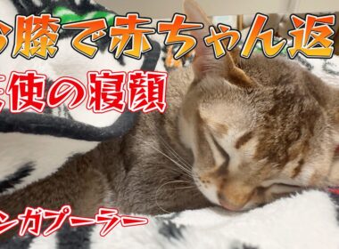 【シンガプーラ】テレビを見てたら猫がお膝で赤ちゃん返り…ｗ ぐっすり眠るセラ社長に癒やされる1分半【天使の寝顔】