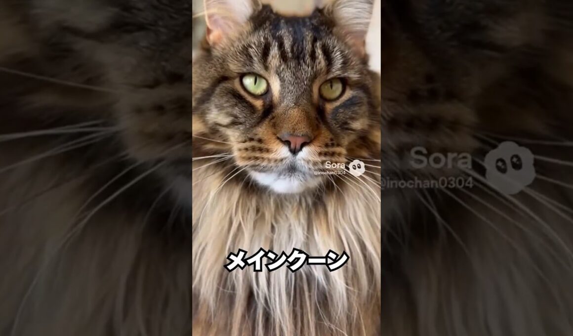 体は大きいのに、声は小さめな猫…メインクーン😽｜猫の雑学 #shorts  #猫のいる暮らし #cat #猫好きさんと繋がりたい #猫の雑学