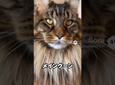 体は大きいのに、声は小さめな猫…メインクーン😽｜猫の雑学 #shorts  #猫のいる暮らし #cat #猫好きさんと繋がりたい #猫の雑学