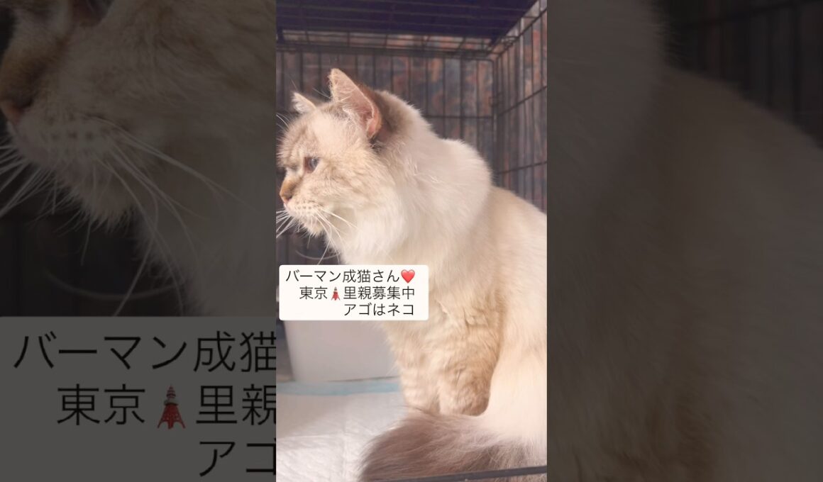 とっても可愛い子❤️ バーマン　#里親募集中