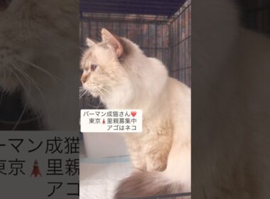とっても可愛い子❤️ バーマン　#里親募集中