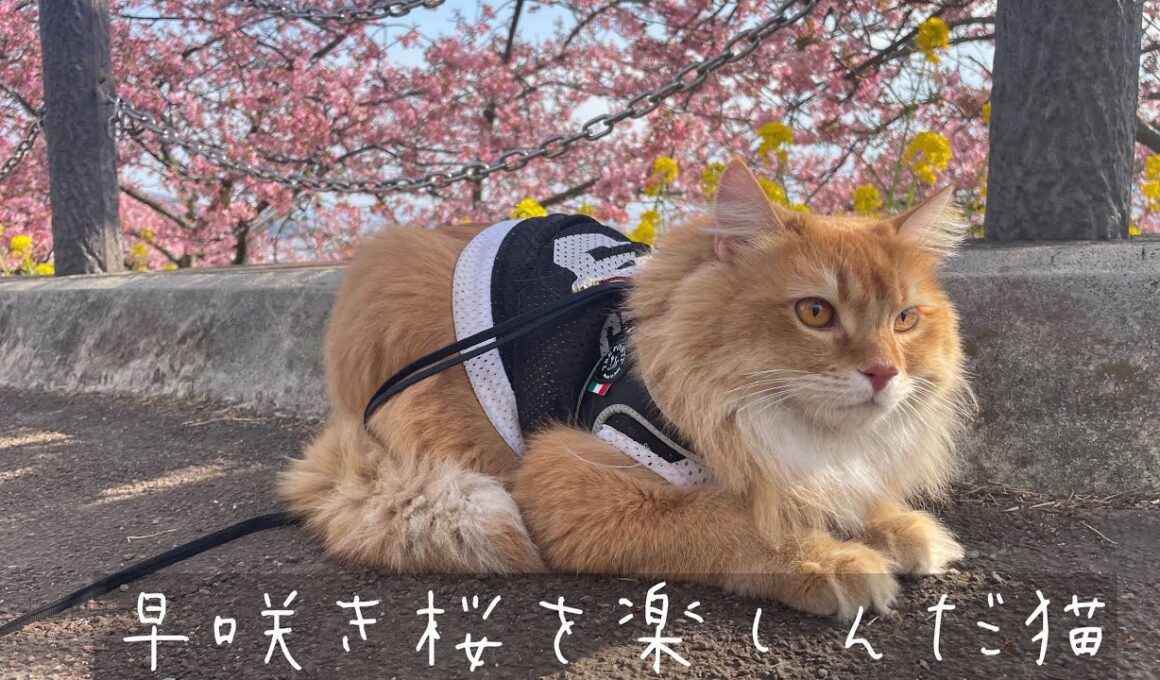 早咲き桜を楽しんだ猫【アメリカンカール】