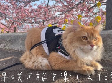 早咲き桜を楽しんだ猫【アメリカンカール】