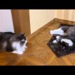 【元気‼︎】遊ぶの大好きな末っ子くんは、何して遊ぼうか考え中🤭ノルウェージャンフォレストキャットとターキッシュアンゴラ