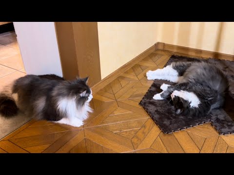 【元気‼︎】遊ぶの大好きな末っ子くんは、何して遊ぼうか考え中🤭ノルウェージャンフォレストキャットとターキッシュアンゴラ