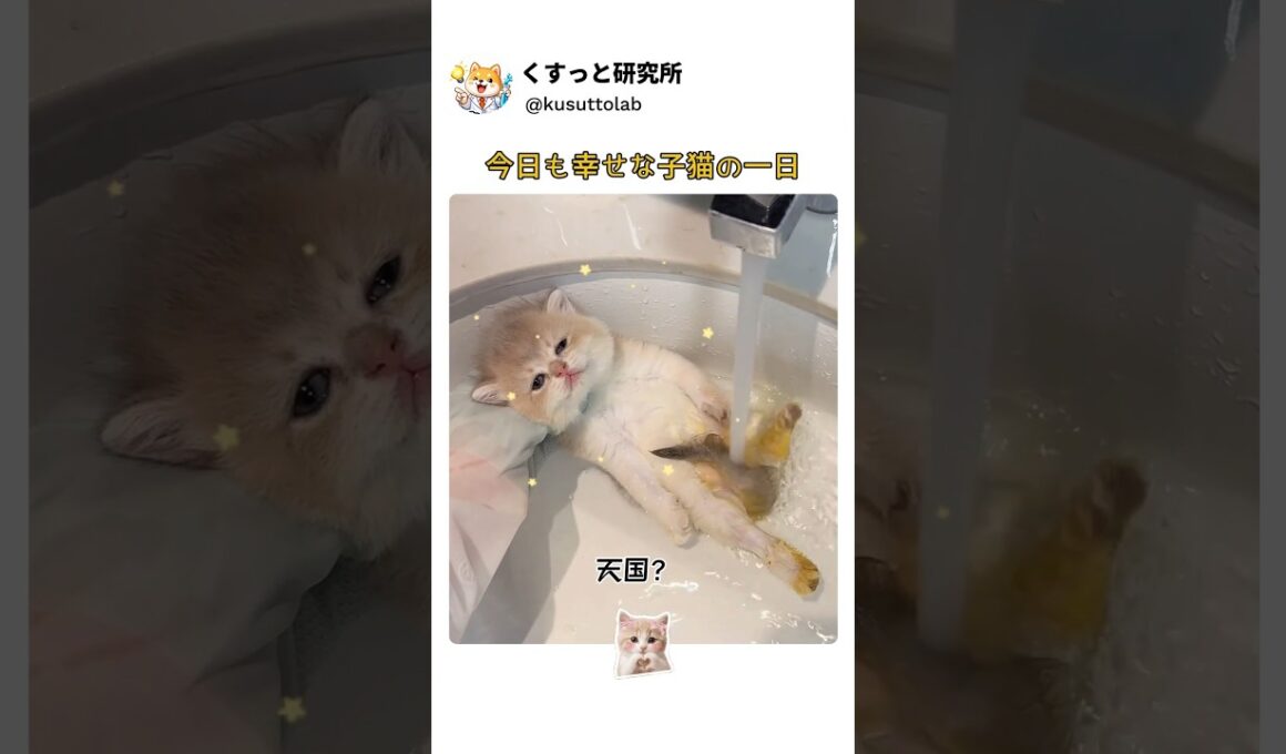子猫のごほうびルーティン- スパ→ミルク→ねんねで幸せすぎた