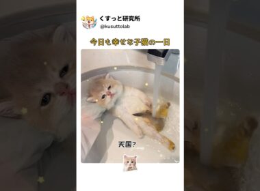子猫のごほうびルーティン- スパ→ミルク→ねんねで幸せすぎた