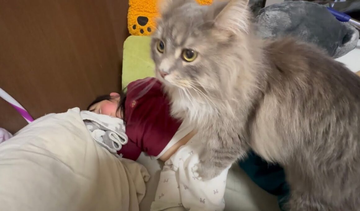 一段と甘えん坊になった猫　サイベリアンThe cat has become even more affectionate. Siberian