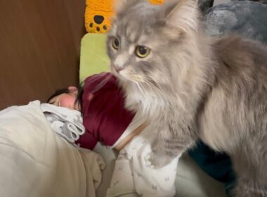 一段と甘えん坊になった猫　サイベリアンThe cat has become even more affectionate. Siberian