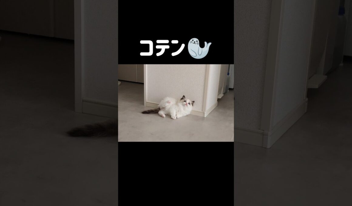 あんよ短くて？運動音痴で？🦭 #shorts #猫 #子猫 #ラグドール #甘えん坊猫 #猫のいる暮らし