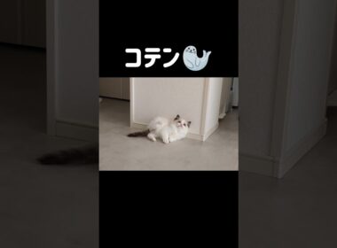 あんよ短くて？運動音痴で？🦭 #shorts #猫 #子猫 #ラグドール #甘えん坊猫 #猫のいる暮らし