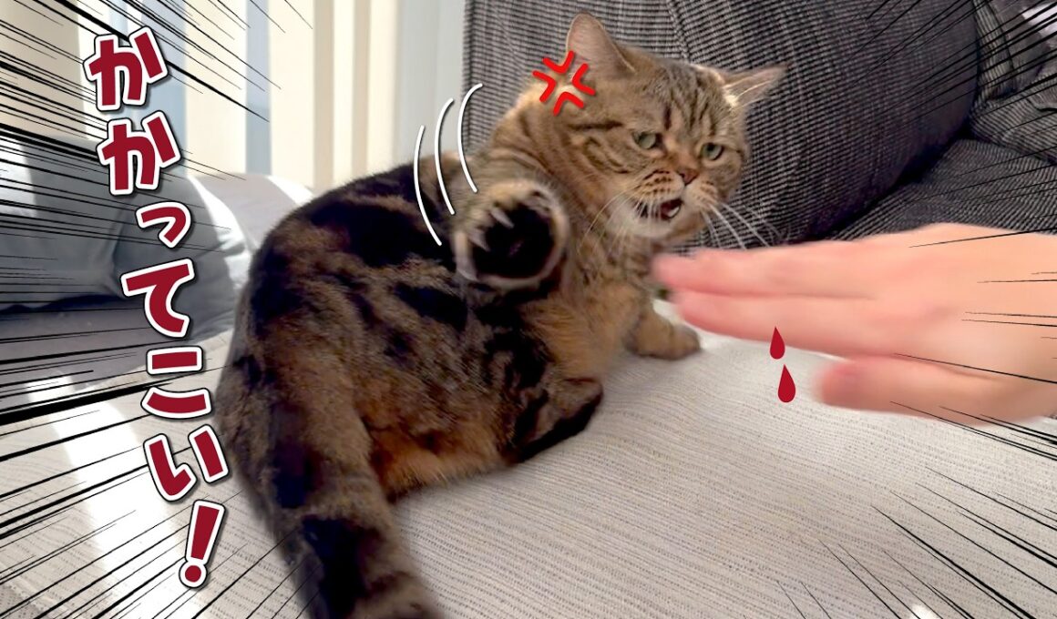 ふわふわの愛猫を愛でようをしたらまさかの事件が起きました！