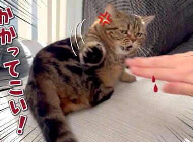 ふわふわの愛猫を愛でようをしたらまさかの事件が起きました！