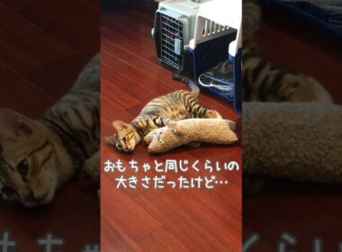 同じおもちゃなのに…2年後｜トイガー&ラグドール　#トイガー #ラグドール #catshorts　#猫のいる暮らし #catfunny