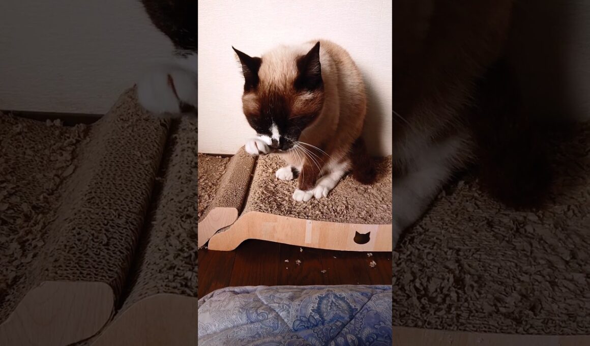 シャム猫さんの朝☀️#猫 #cat #ねこ #cat #Shorts