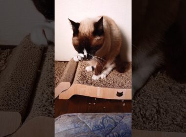 シャム猫さんの朝☀️#猫 #cat #ねこ #cat #Shorts