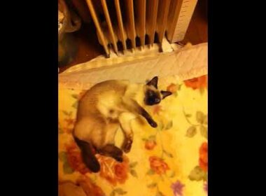 まどろみたいシャム猫