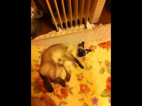 まどろみたいシャム猫