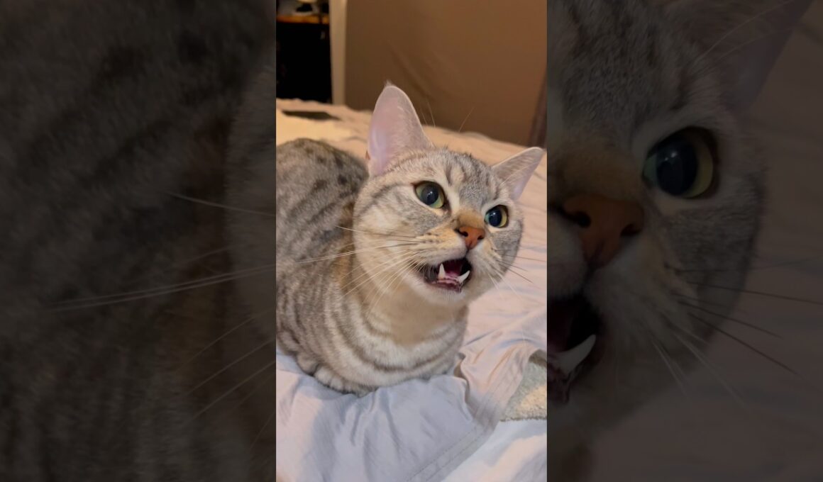 【鳴き声集】かわいすぎるマンチカン!! #cat #猫