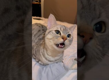 【鳴き声集】かわいすぎるマンチカン!! #cat #猫