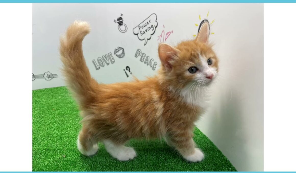 Coo&RIKU　No.00751489 ノルウェージャン・フォレストキャット