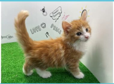 Coo&RIKU　No.00751489 ノルウェージャン・フォレストキャット