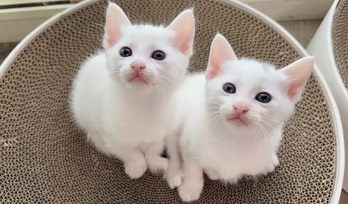 生後35日どっちがどっち？子猫の頭に注目してね！【白玉ちゃん＆坊ちゃん＆たこやき君日記】Identical Triplets: Who is who?