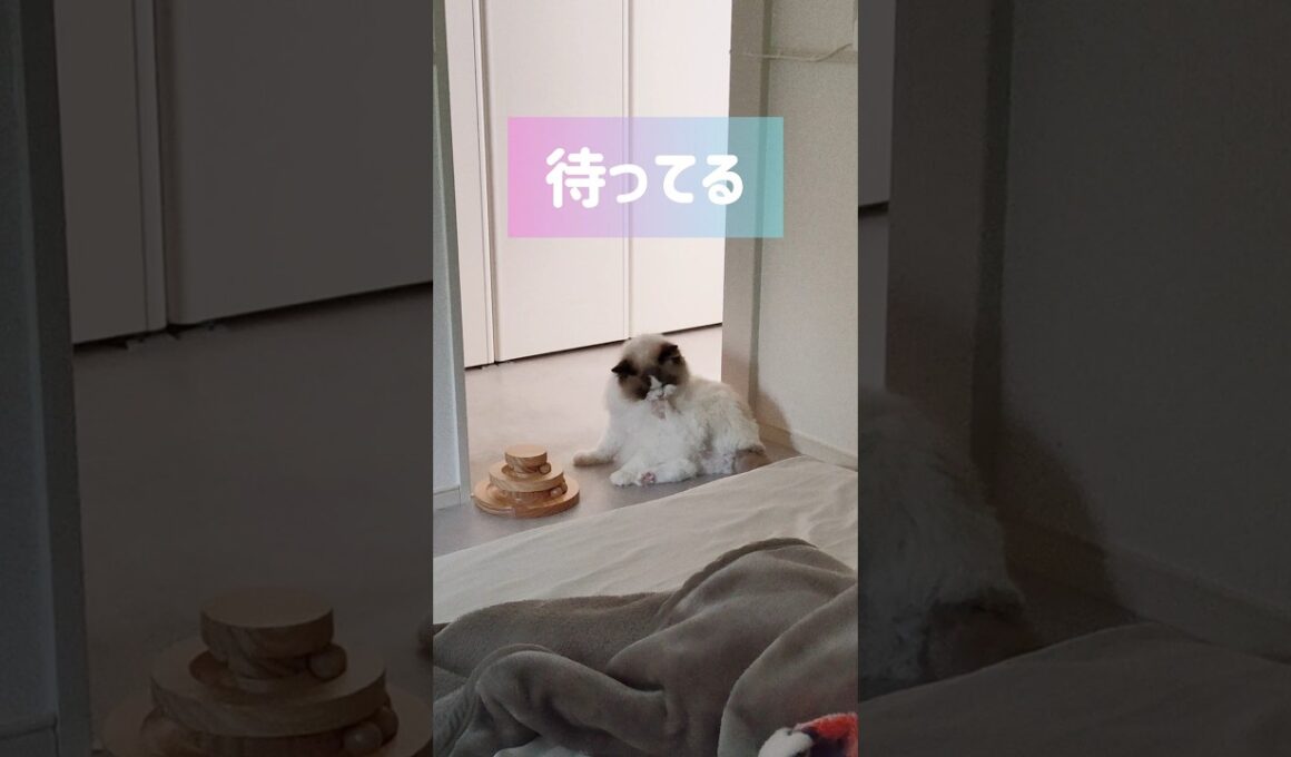 一緒にリビング行きたい👶🏻 #shorts #猫 #子猫 #ラグドール #甘えん坊猫 #猫のいる暮らし