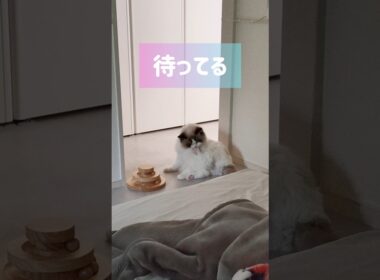 一緒にリビング行きたい👶🏻 #shorts #猫 #子猫 #ラグドール #甘えん坊猫 #猫のいる暮らし