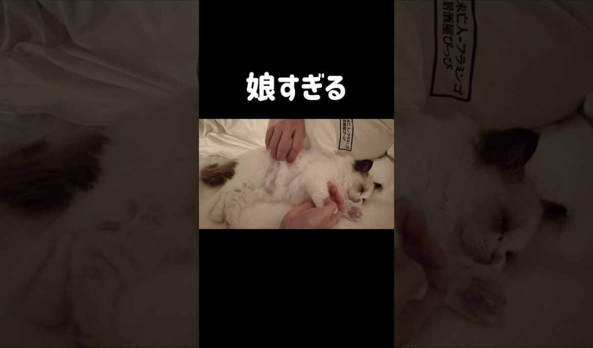 川の字で寝る👶🏻 #shorts #猫 #子猫 #ラグドール #甘えん坊猫 #猫のいる暮らし