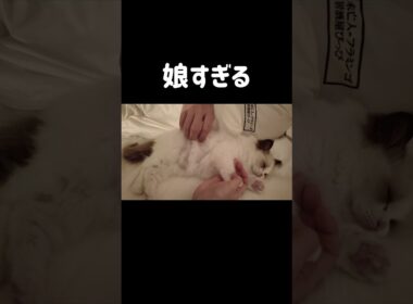川の字で寝る👶🏻 #shorts #猫 #子猫 #ラグドール #甘えん坊猫 #猫のいる暮らし