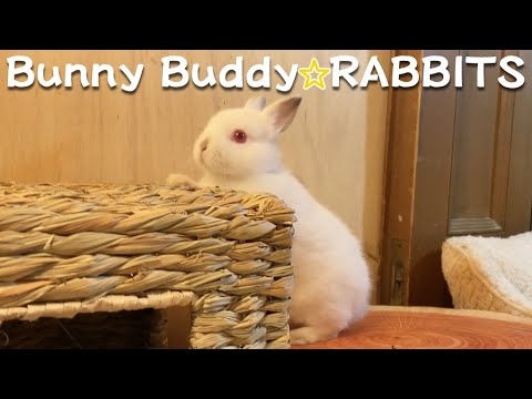 【ネザーランドドワーフ】子うさぎヒマラヤンくんの夜の運動会