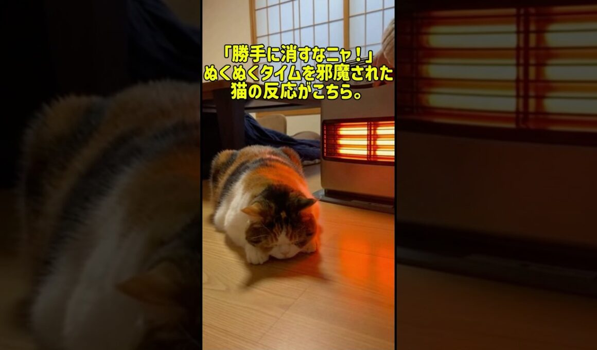 「勝手に消すなニャ！」ぬくぬくタイムを邪魔された猫の反応がこちら。 #癒し #元気になる動画 #元気になる動画 #猫のいる暮らし #adorably #cat #子猫 #猫 #猫のいる生活 #可愛い