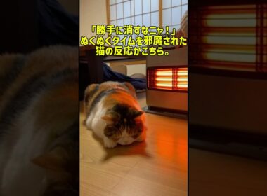 「勝手に消すなニャ！」ぬくぬくタイムを邪魔された猫の反応がこちら。 #癒し #元気になる動画 #元気になる動画 #猫のいる暮らし #adorably #cat #子猫 #猫 #猫のいる生活 #可愛い