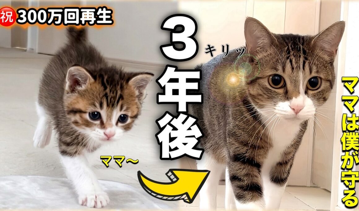 【感動の再会】名前を呼ぶと猛ダッシュした子猫がママ不在の4日間を乗り越えるまで