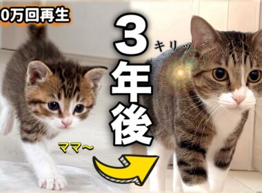 【感動の再会】名前を呼ぶと猛ダッシュした子猫がママ不在の4日間を乗り越えるまで