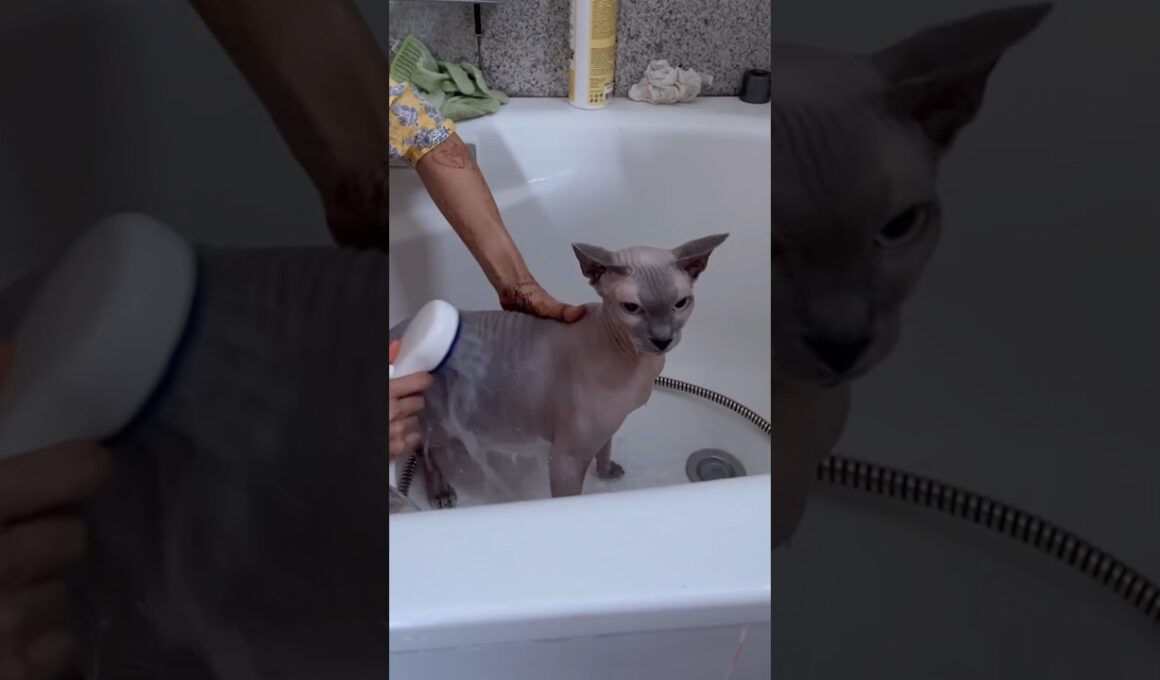 大人しくシャワーを浴びる毛のない猫【スフィンクス猫】