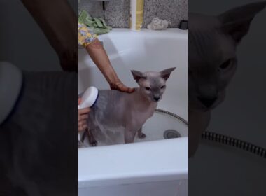 大人しくシャワーを浴びる毛のない猫【スフィンクス猫】
