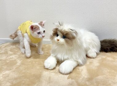 知らない猫が自分の家にいたときの子猫の反応がかわいすぎましたwww