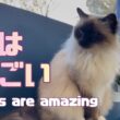 バーマン猫ガブ【猫はすごい】Cats are amazing（バーマン猫）Birman/Cat