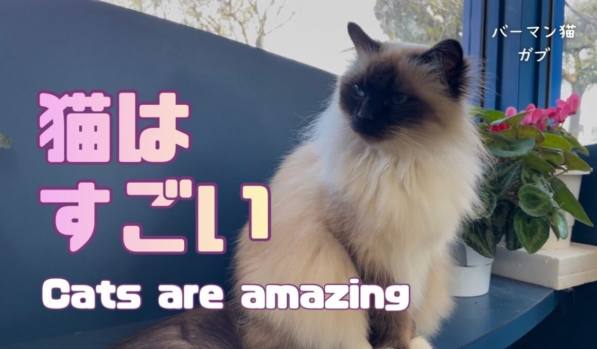 バーマン猫ガブ【猫はすごい】Cats are amazing（バーマン猫）Birman/Cat