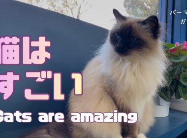 バーマン猫ガブ【猫はすごい】Cats are amazing（バーマン猫）Birman/Cat