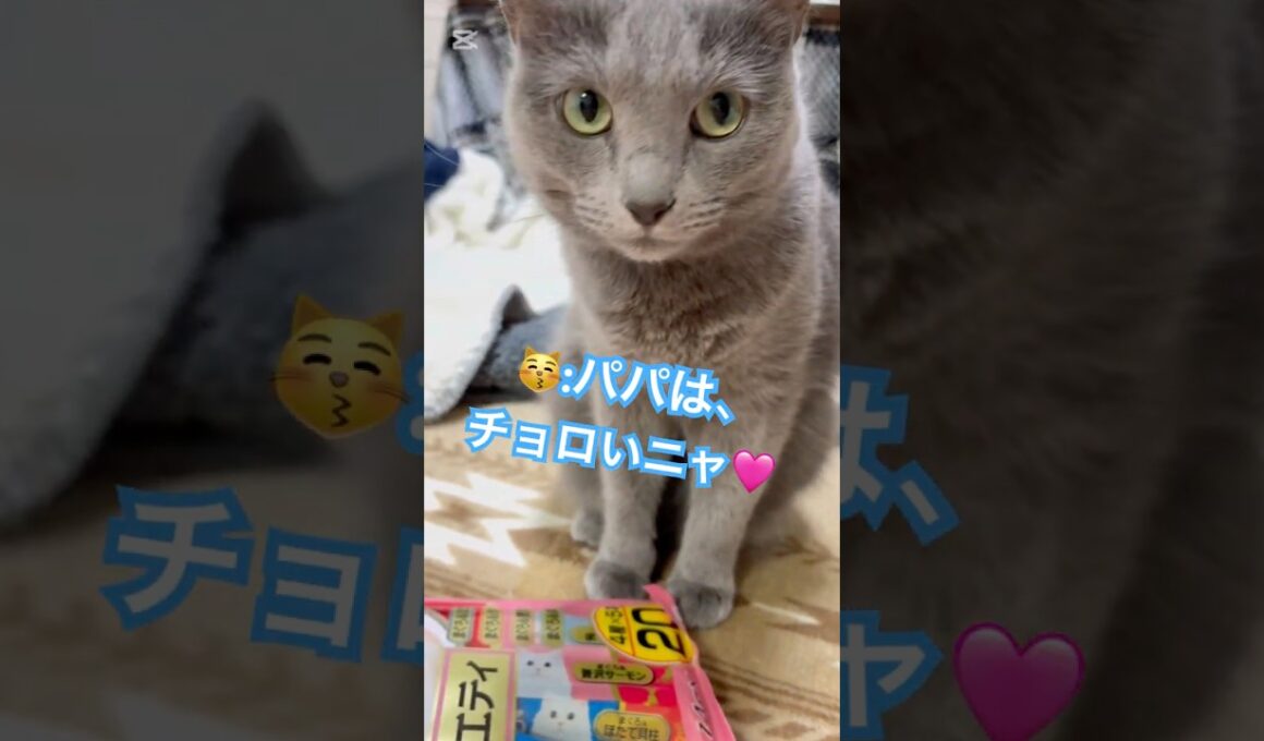 娘を甘やかすパパ❤️ #猫 #ロシアンブルー #catshorts #shorts