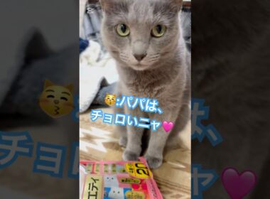 娘を甘やかすパパ❤️ #猫 #ロシアンブルー #catshorts #shorts