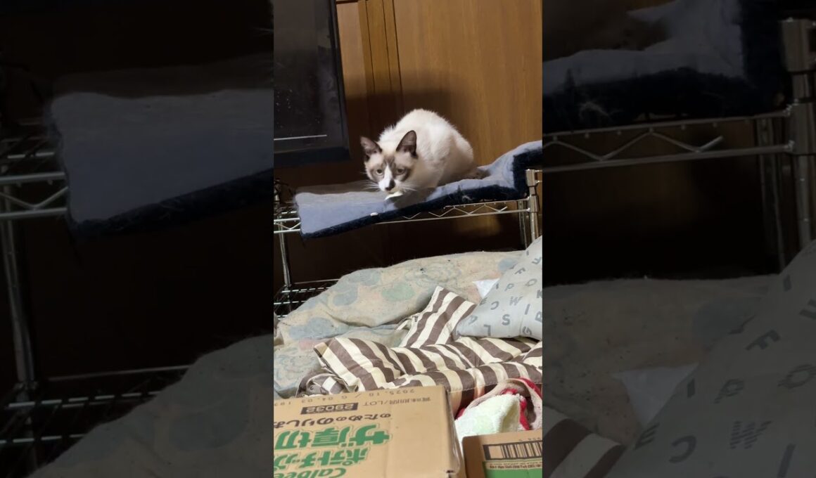 シャム猫のパンダくん。マットのタグに反応する