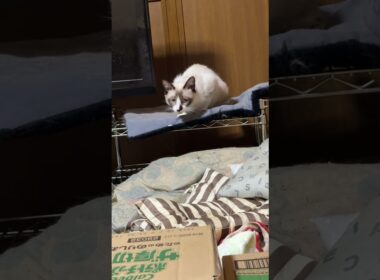 シャム猫のパンダくん。マットのタグに反応する