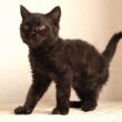 セルカークレックス子猫　Selkirk Rex　2025.12.4産まれ　　ブラック　黒猫　巻き毛　男の子　シーダキャット猫のお店