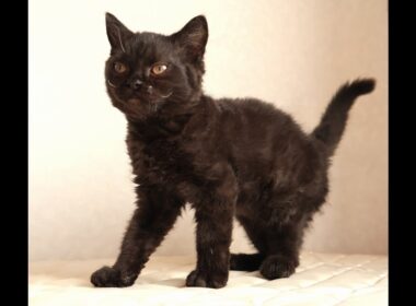 セルカークレックス子猫　Selkirk Rex　2025.12.4産まれ　　ブラック　黒猫　巻き毛　男の子　シーダキャット猫のお店