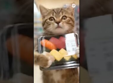 話題のスーパー寿司泥棒子猫がなぜ万引きするに至ったか気になったので後をつけてみた #cat #cute #kitten #子猫＃猫